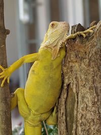 Close-up of lizard on tree trunk