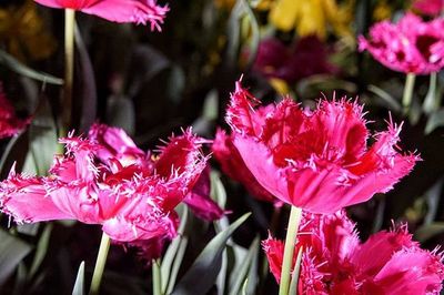 Close-up of pink flowers
