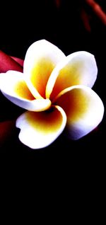 Close-up of white rose against black background