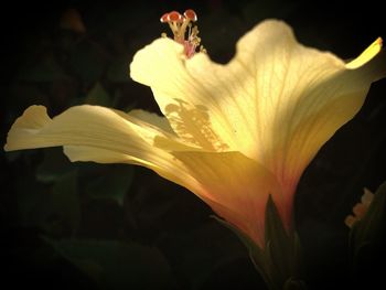 Close-up of flowers