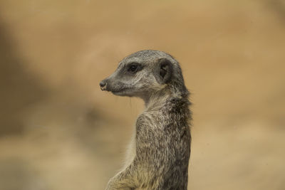 Close-up of meerkat