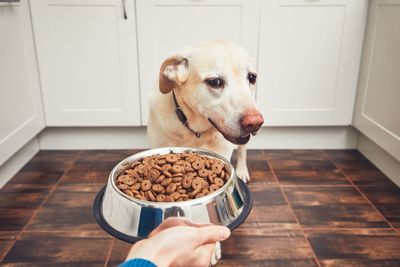 Cropped hand feeding dog