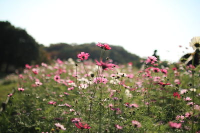 Close-up of pink cosmos flowers blooming on field