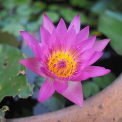 Close-up of pink water lily