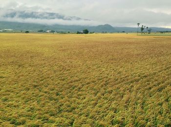 Scenic view of field against sky