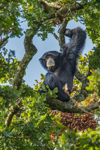 Low angle view of monkey on tree in forest