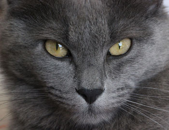 Close-up portrait of cat