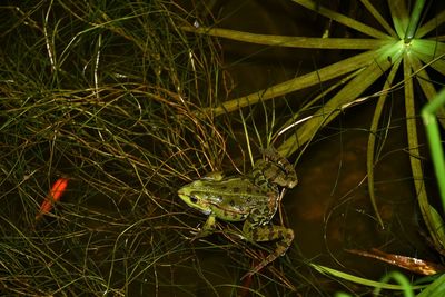 Close-up of frog on grass