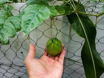 Cropped image of hand holding plant