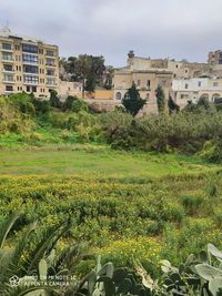 Plants growing on field against buildings