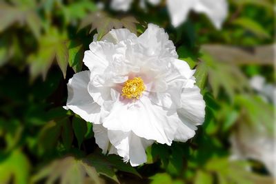 Close-up of white flower