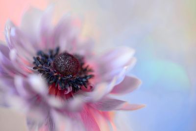 Close-up of pink flower