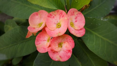 Close-up of pink flowering plant