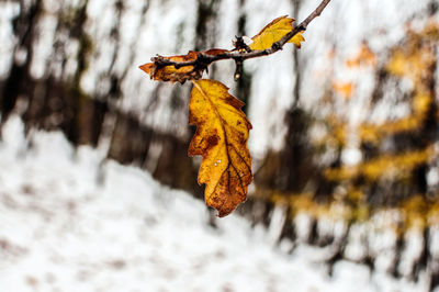 Close-up of dry leaves on tree during winter