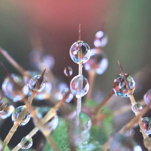 Close-up of wet plant