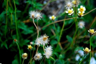 Close-up of flowers blooming outdoors