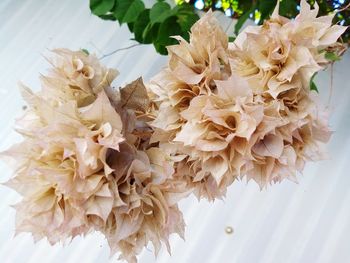 High angle view of white flowering plant