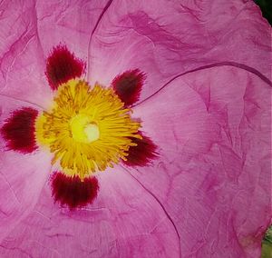 Close-up of pink flowers