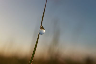 Low angle view of plant against sky