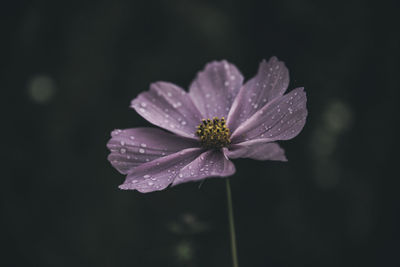 Close-up of wet flower