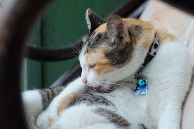 Close-up of cat resting