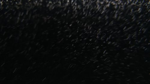 Low angle view of tree against sky at night