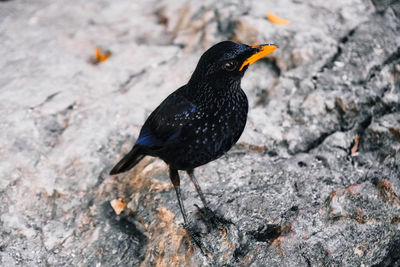 High angle view of black bird perching on rock