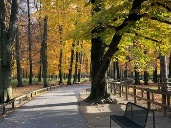 Footpath amidst trees in park during autumn