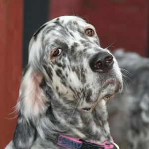 Portrait of english setter against wall