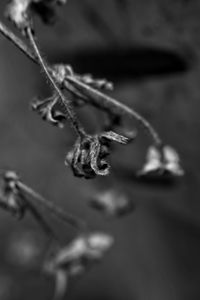 Close-up of dried plant