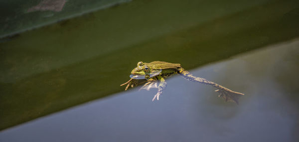 Close-up of frog on leaf
