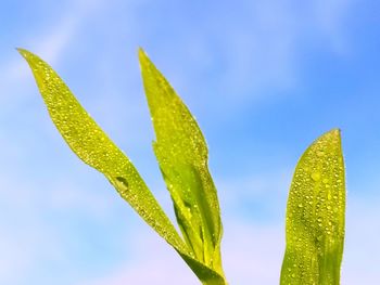 Close-up of wet plant against blue sky