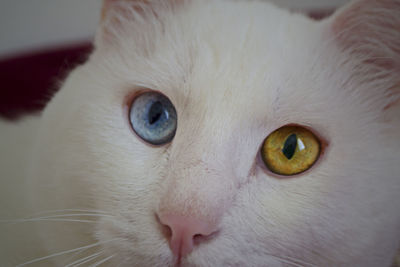 Close-up portrait of a cat