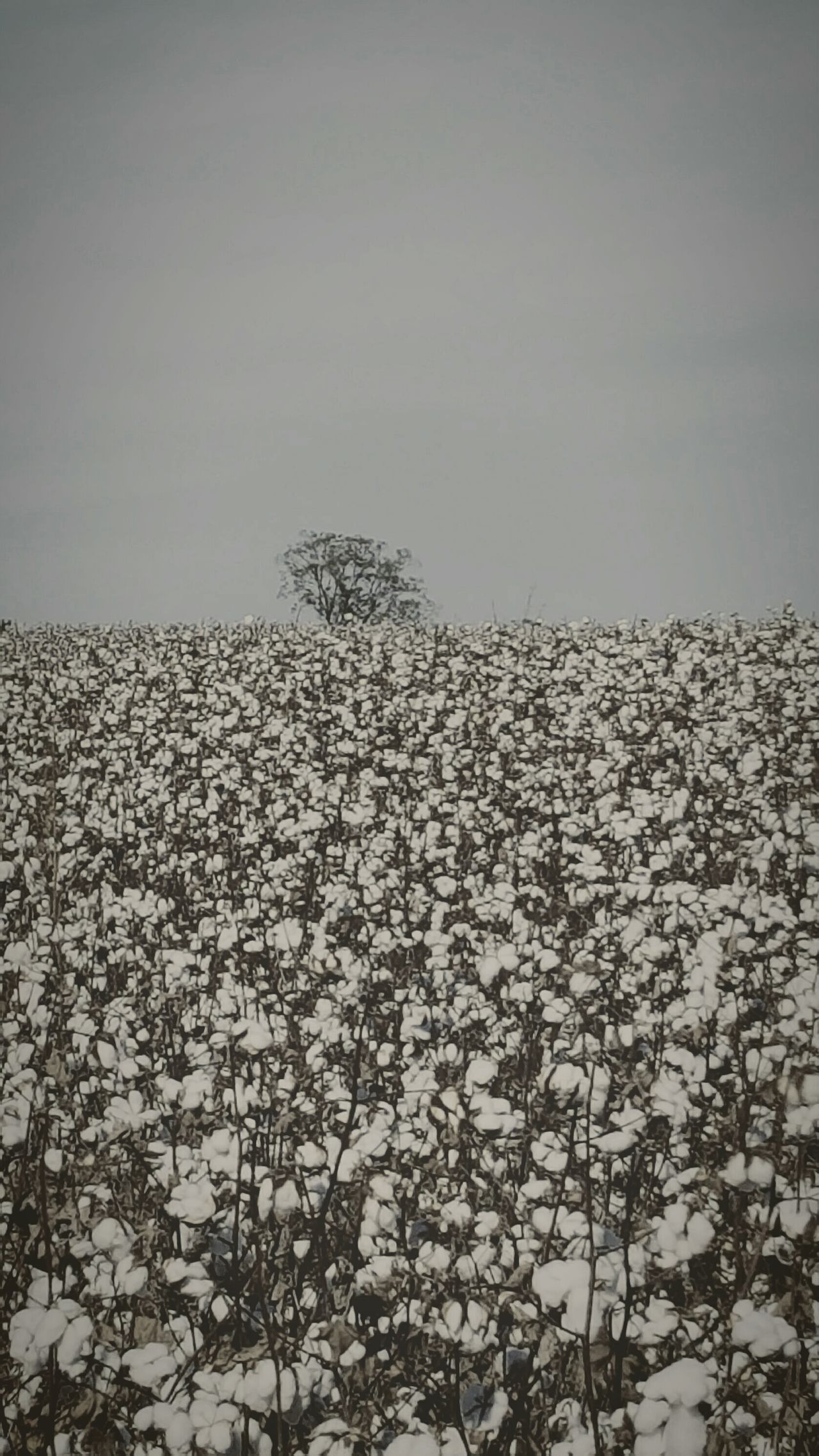 Tree in Ga cotton field