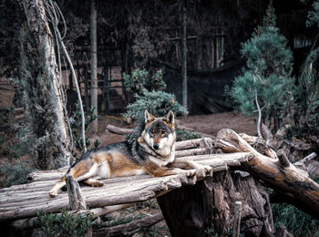 Wolf resting.