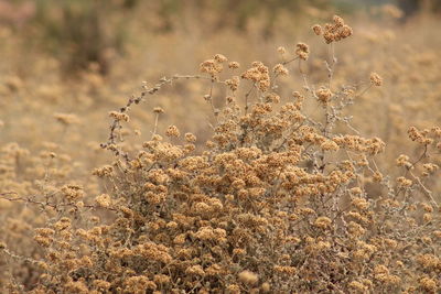 Plants growing on field