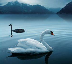 Swans swimming in lake