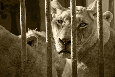 Portrait of elephant in cage at zoo