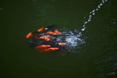 Close-up of jellyfish swimming in water
