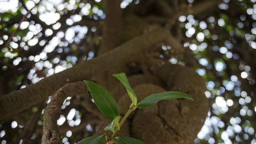 Low angle view of leaves on tree