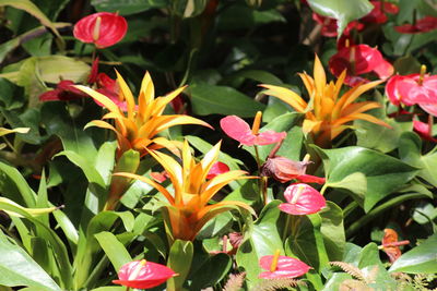 Close-up of pink flowering plants