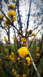 Close-up of yellow flowers blooming in park