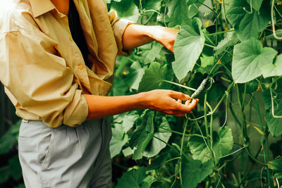 A woman harvests cucumbers in a greenhouse. your own farming as a summer hobby