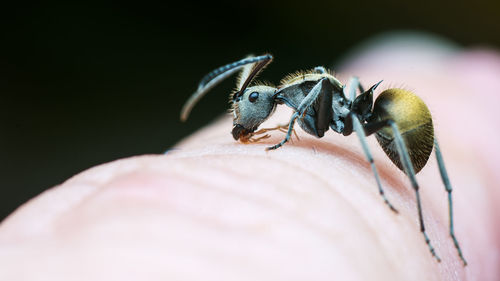 Close-up of insect on hand