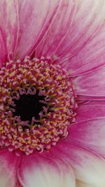 Macro shot of pink flower