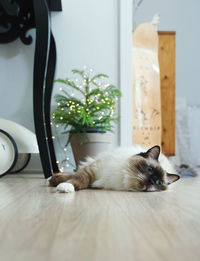 Cat sleeping on table at home