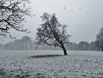 Bare tree on snow covered landscape