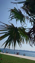 Palm trees on beach