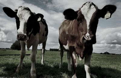 Portrait of cows standing on field against sky