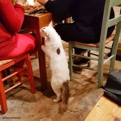 Low section of person with dog sitting on chair